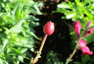 Garden Necklace in Kishine(2022年12月25日)