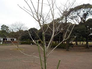 青梻(アオダモ)