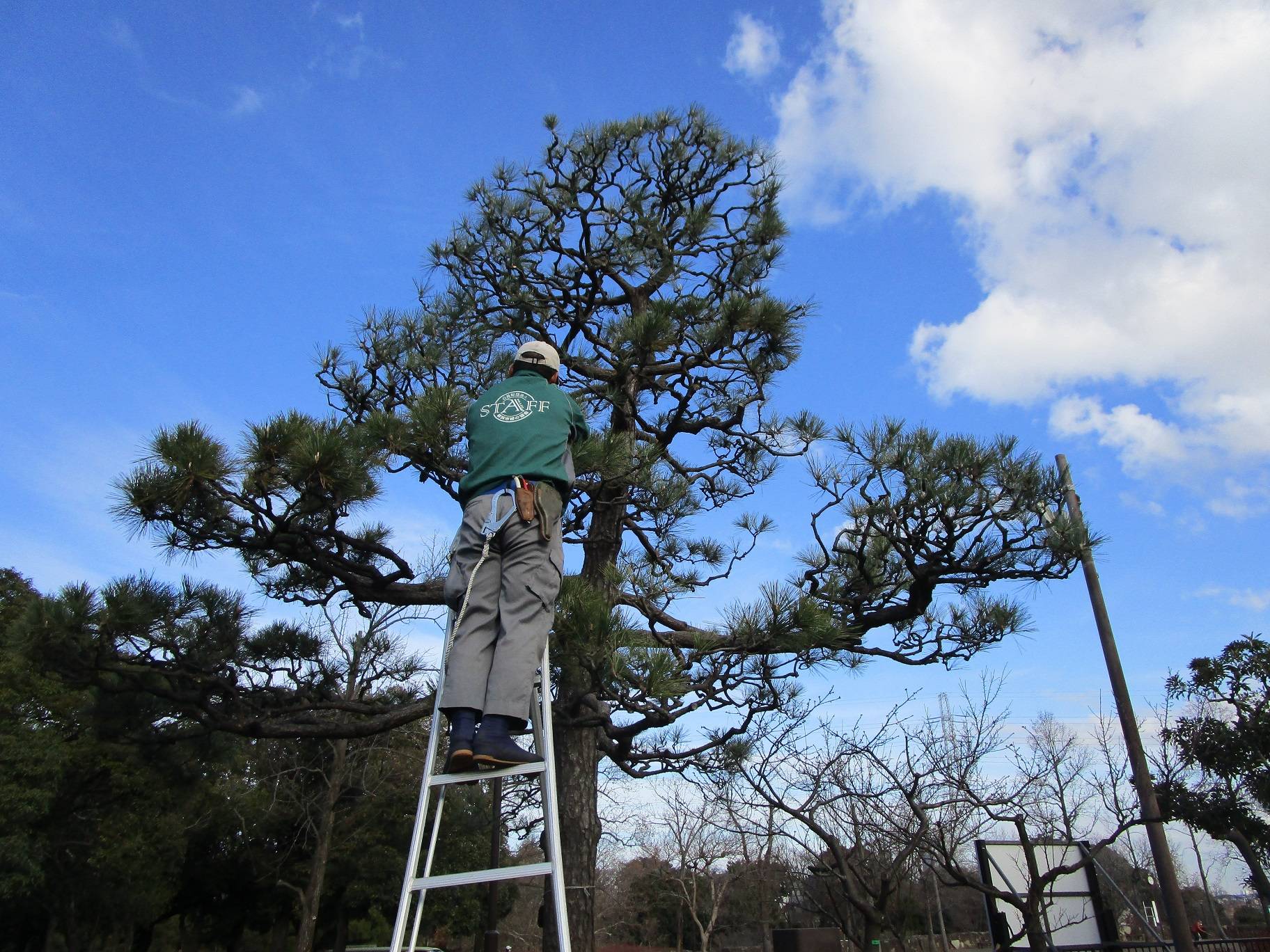 松のもみあげ作業の写真