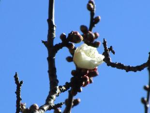 白梅開花