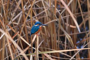 縁起のよい小鳥