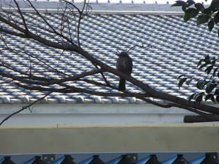 日本全国で見られる鳥