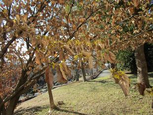 満作(マンサク)