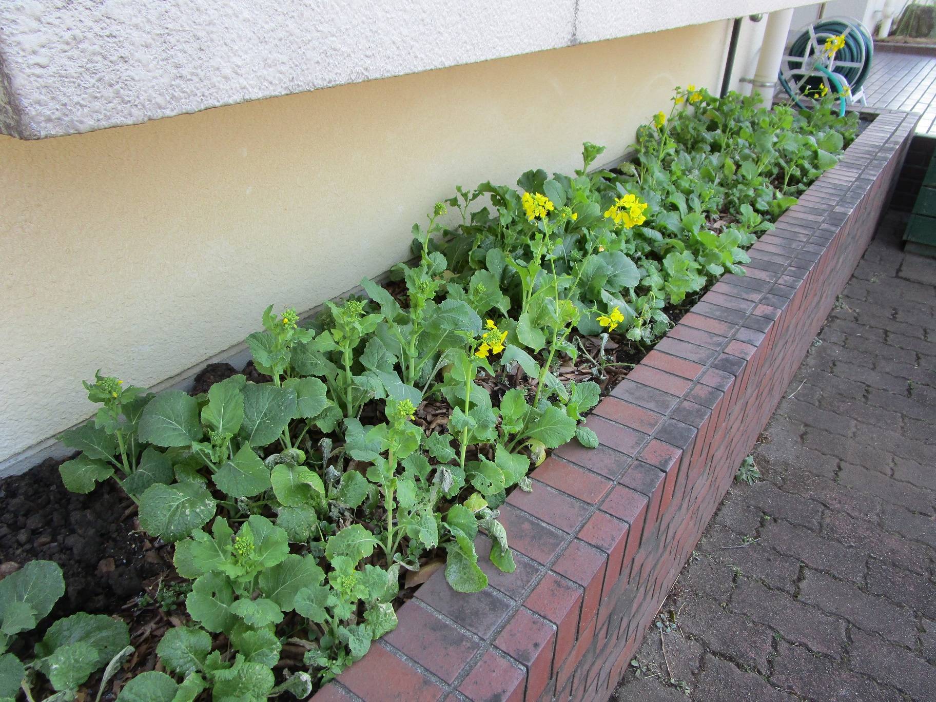菜の花(ナノハナ)の写真