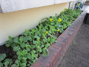 菜の花(ナノハナ)