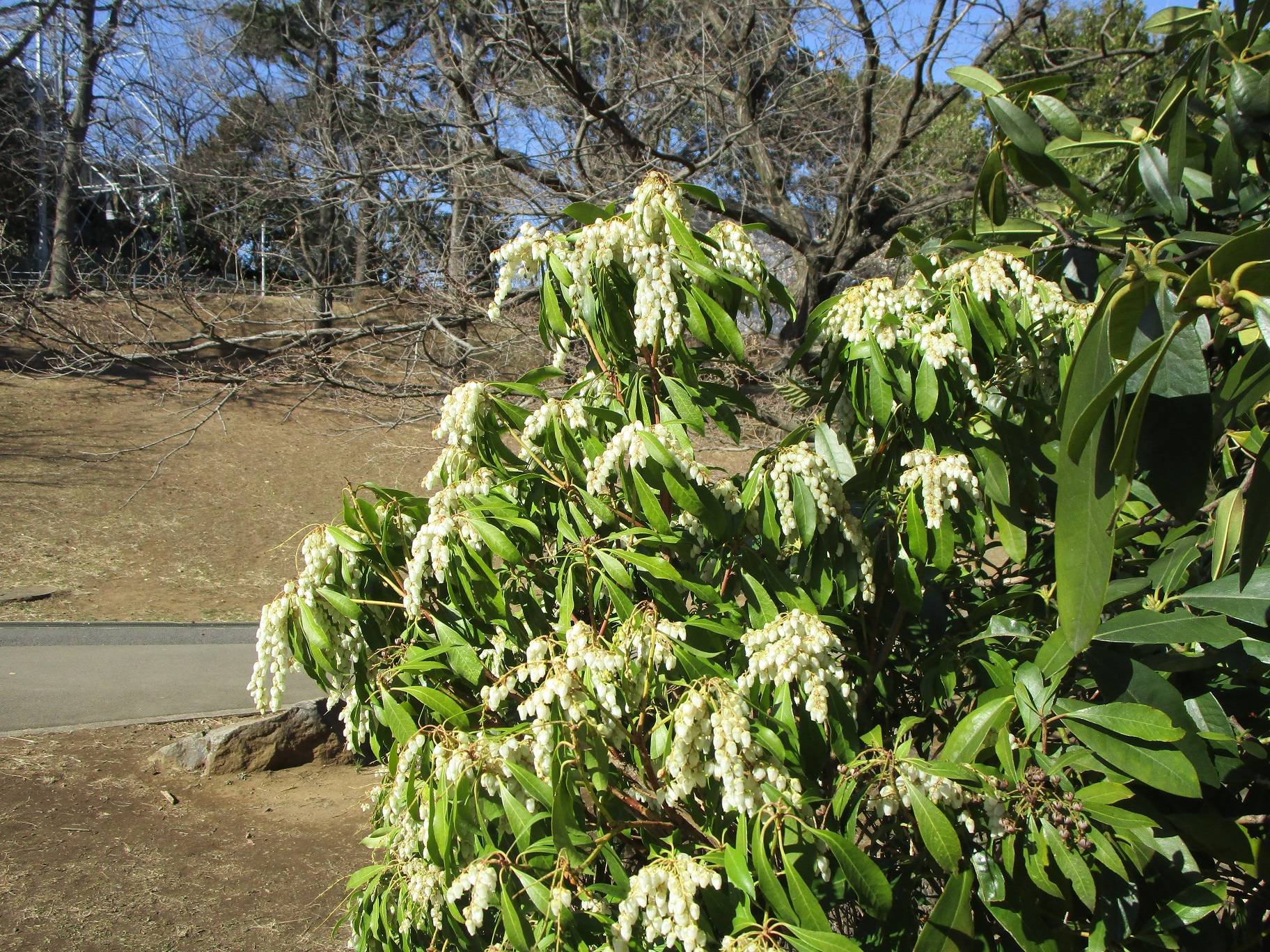 馬酔木(アセビ)の花が咲きはじめましたの写真