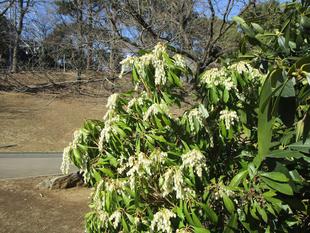 馬酔木(アセビ)の花が咲きはじめました