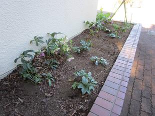 クリスマスローズ開花