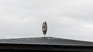 日本最大の青いサギ