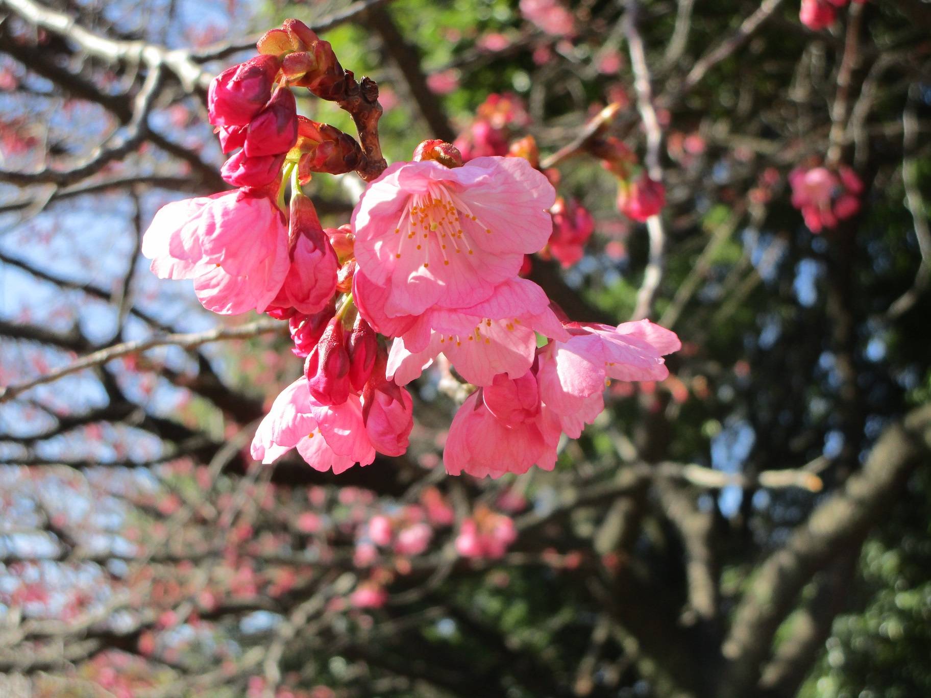 桜開花情報(2023年3月20日)の写真