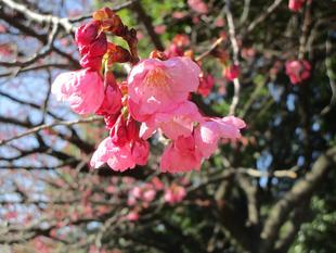 桜開花情報(2023年3月20日)