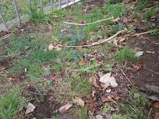 春の花「ムスカリ」