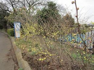 日向水木(ヒュウガミズキ)開花