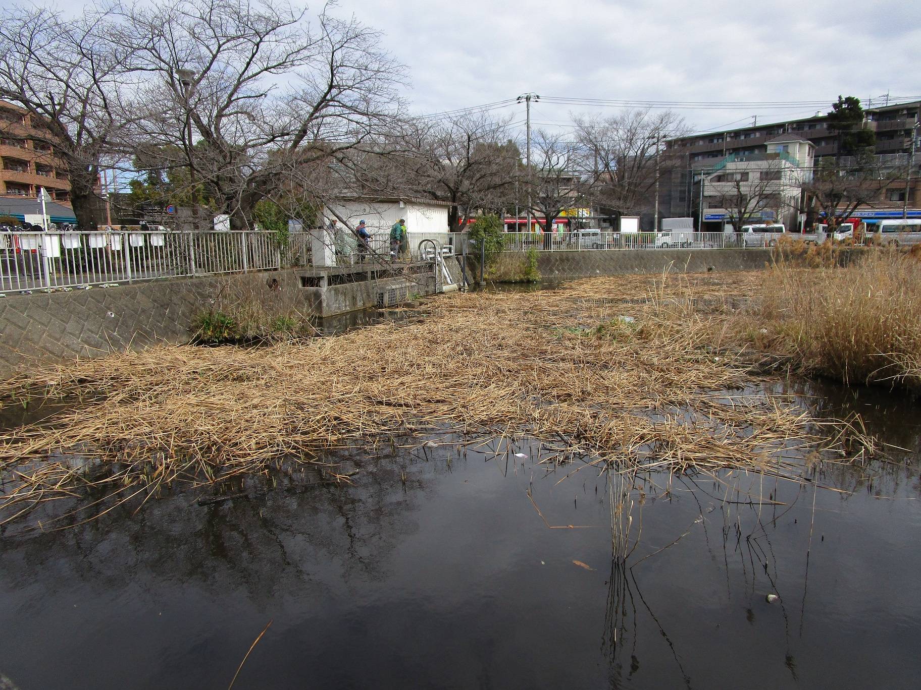 篠原池の雑草駆除とゴミ拾いの写真