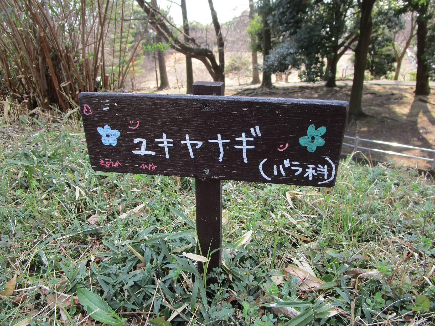 雪柳(ユキヤナギ)開花の写真