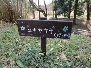 雪柳(ユキヤナギ)開花