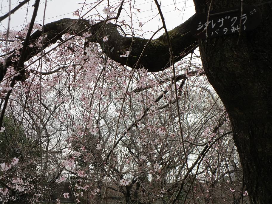 桜開花情報(2023年3月17日)の写真