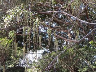 木五倍子(キブシ)