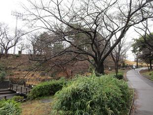 桜開花情報(2023年3月13日)