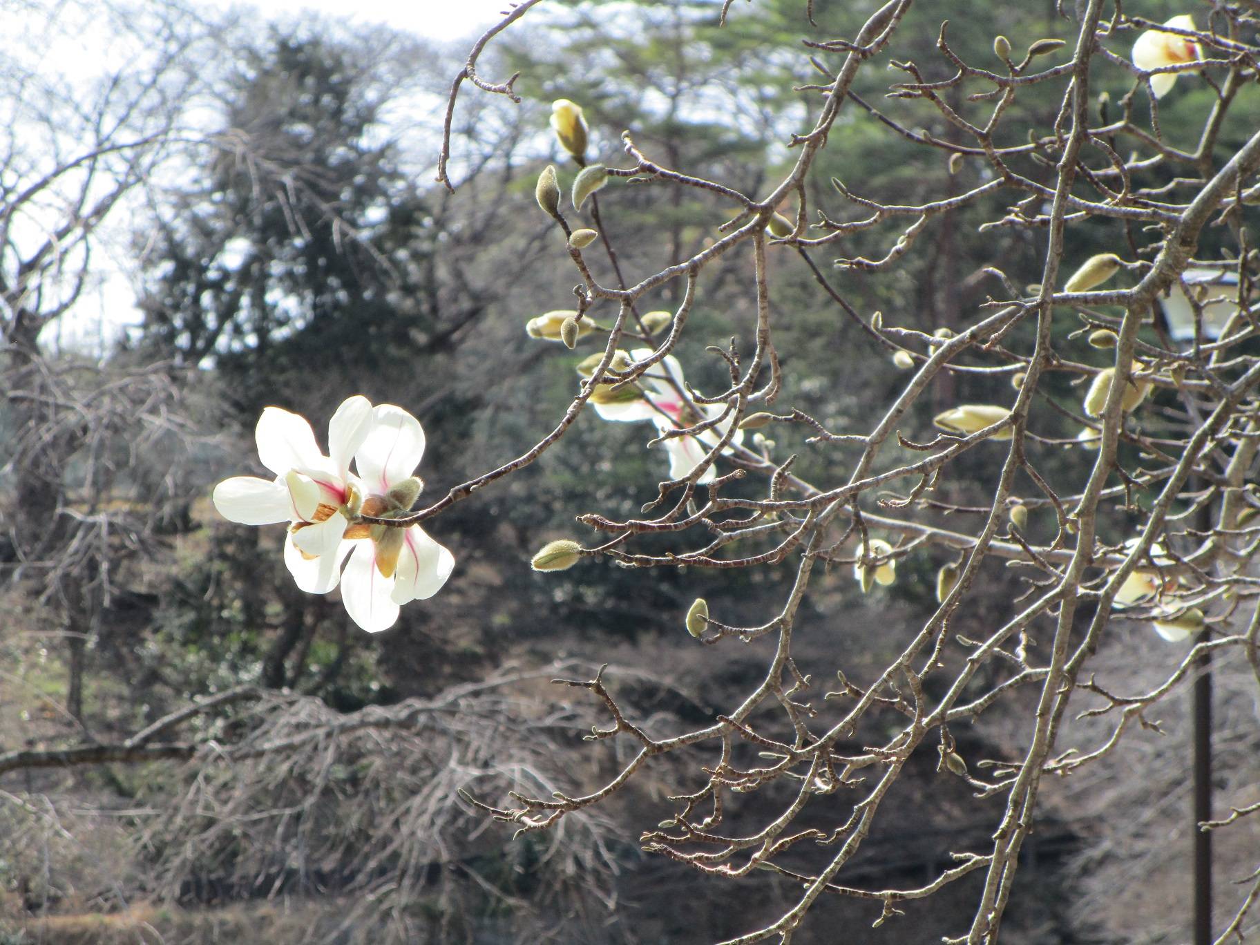 辛夷(コブシ)開花の写真