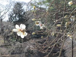 辛夷(コブシ)開花