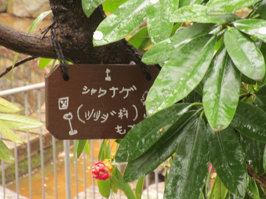 高嶺の花「石楠花(シャクナゲ)」の写真