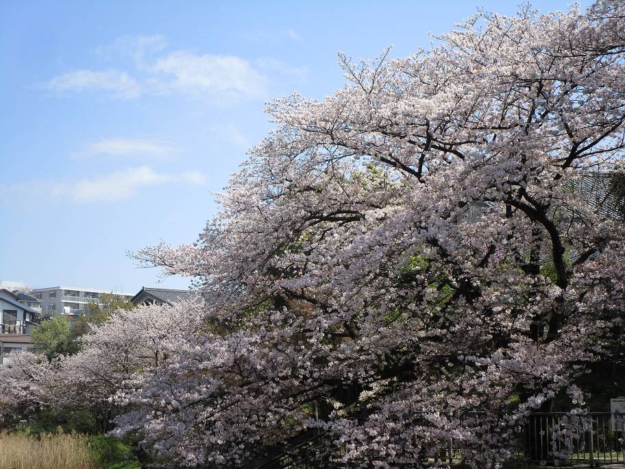 桜開花情報(2023年3月29日)の写真