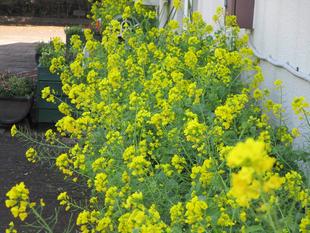 菜の花満開