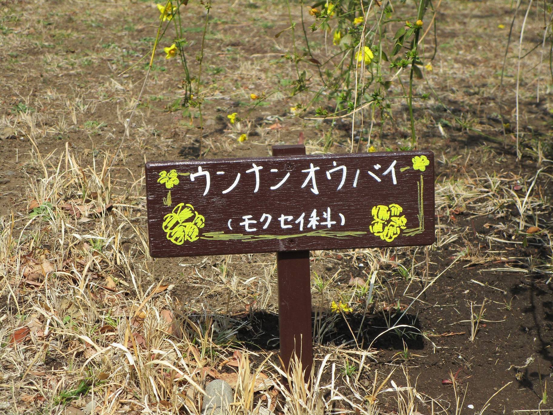 雲南黄梅(ウンナンオウバイ)開花の写真