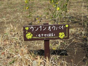 雲南黄梅(ウンナンオウバイ)開花