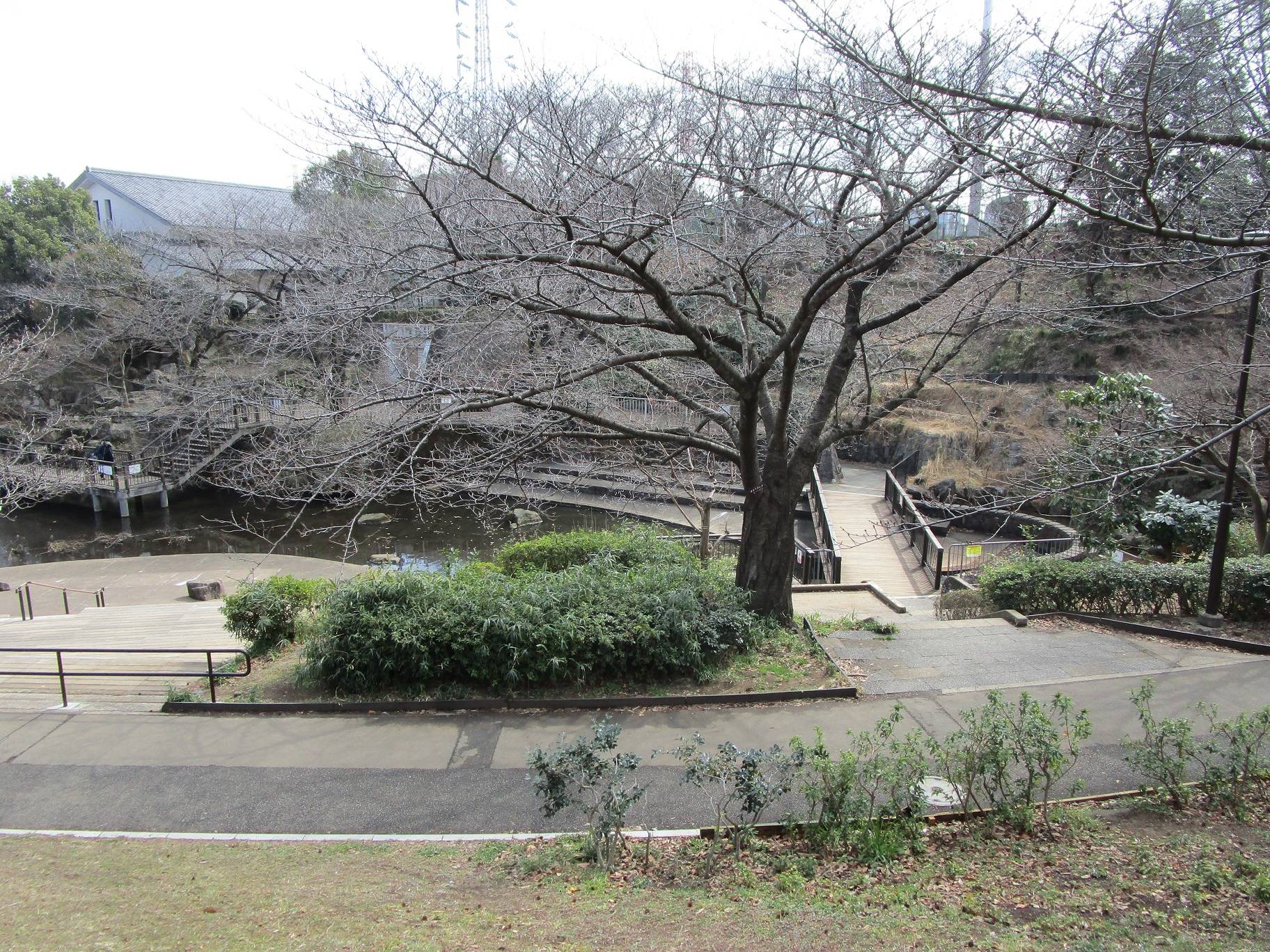 桜開花情報(2023年3月6日)の写真