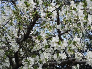 桜開花情報(2023年3月22日)