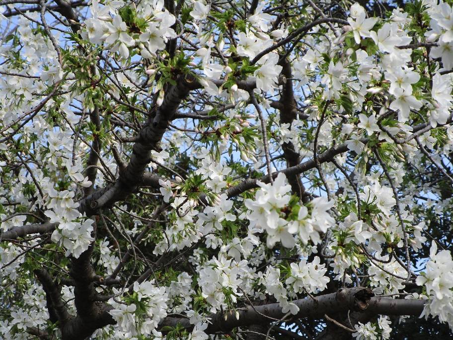 桜開花情報(2023年3月22日)の写真