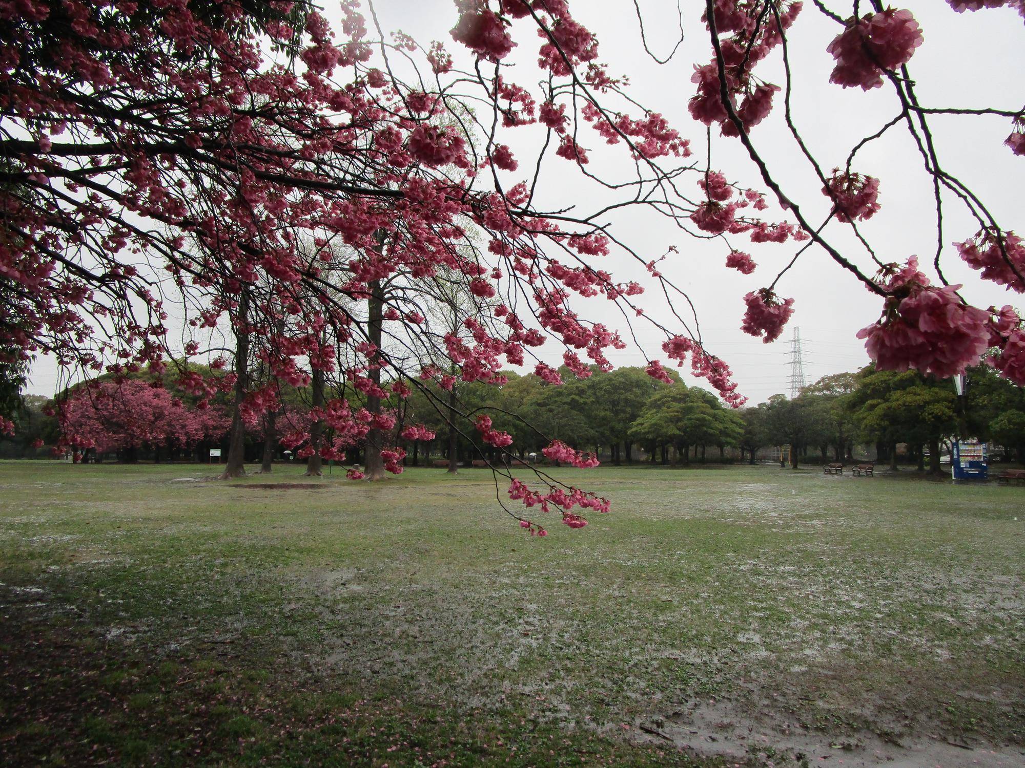 桜開花状況 (2023年3月25日)の写真