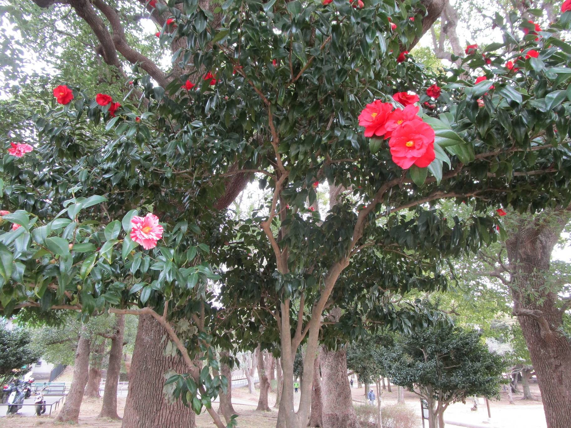 椿(ツバキ)の花の写真