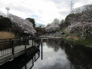 桜開花情報(2023年3月24日)