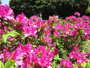 オオムラサキツツジが咲きはじめました