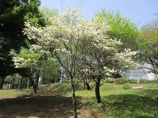 ハナミズキの開花