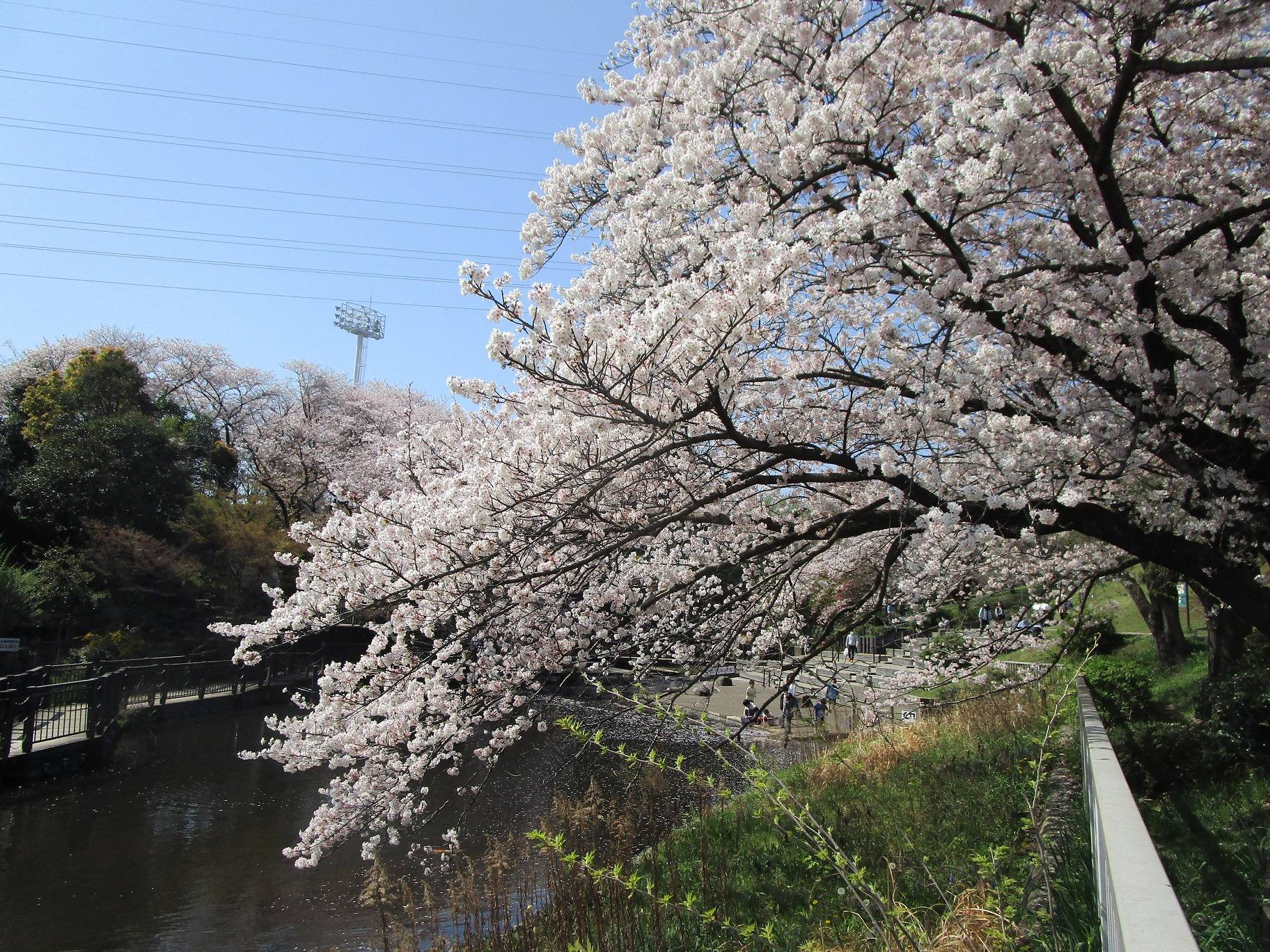 桜開花情報 (2023年4月1日)の写真