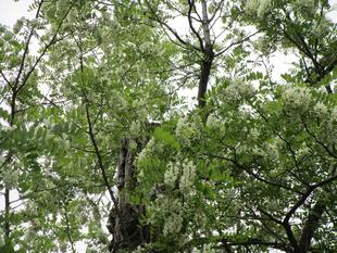 ニセアカシアの花