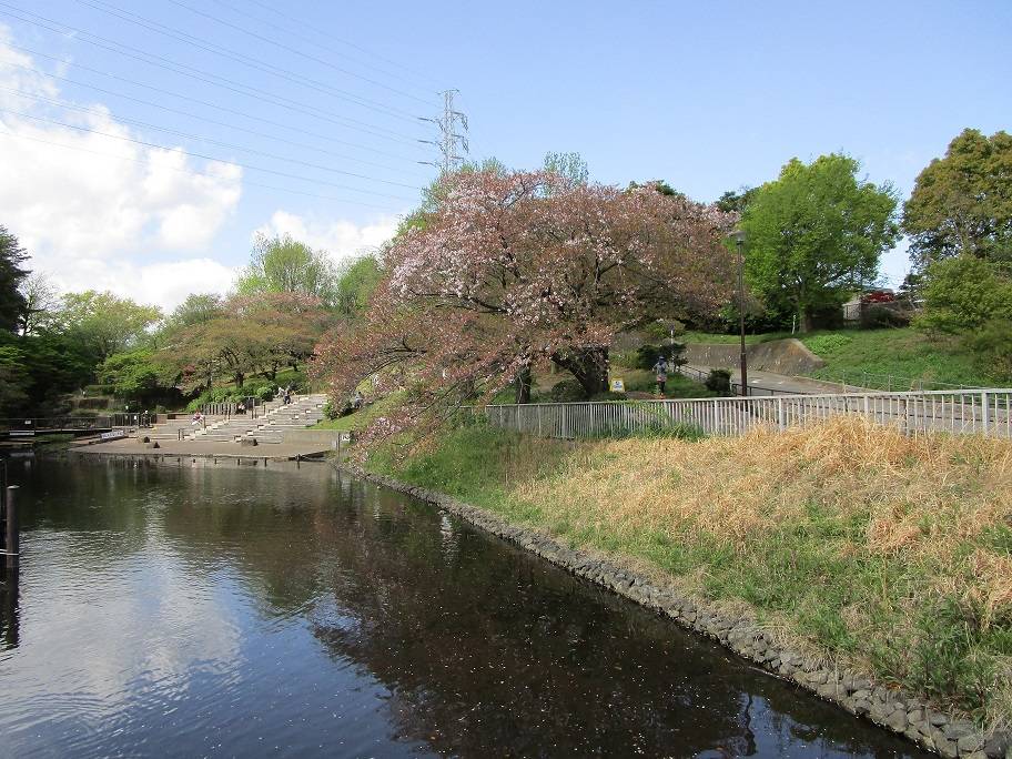 桜開花情報(2023年4月8日)の写真