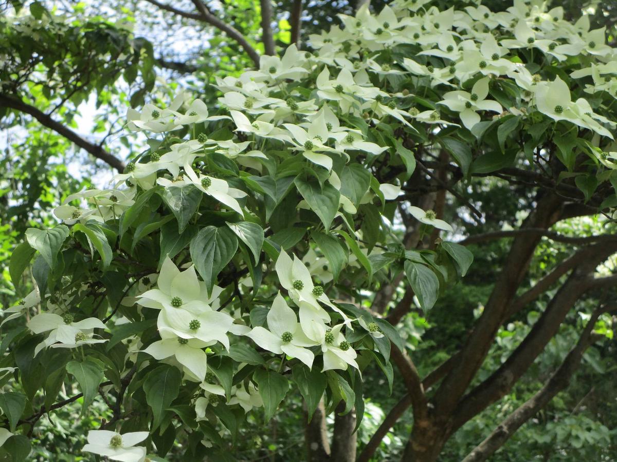 ヤマボウシ（山法師）が見頃です|｜ブログ|岸根公園公式サイト｜公益