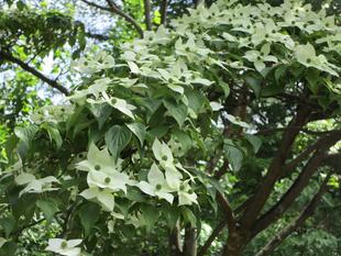 ヤマボウシ（山法師）が見頃です