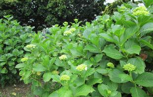アジサイ（紫陽花）①　開花もうすぐです。