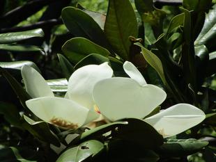 タイサンボク（泰山木）　