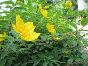 キンシバイ（金糸梅）が咲いています