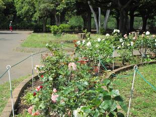 薔薇（バラ）が満開 