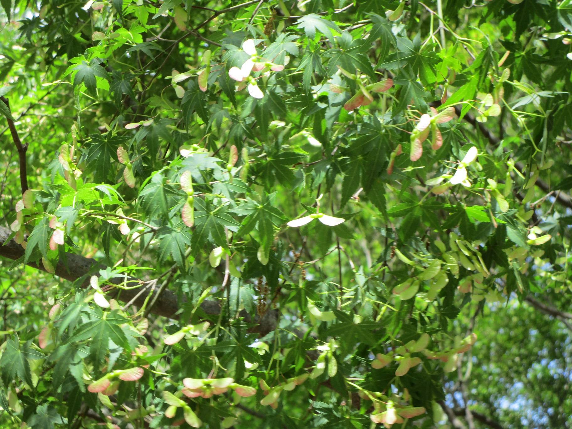 モミジのタネの写真