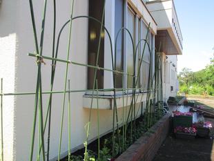 グリーンカーテン　