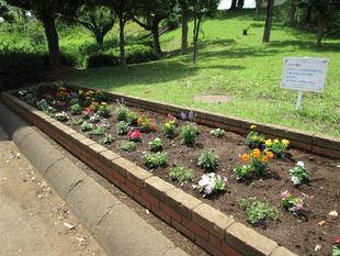 花壇の花植え（2023年6月7日）